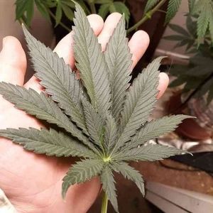 Meet your Posher, Thomas